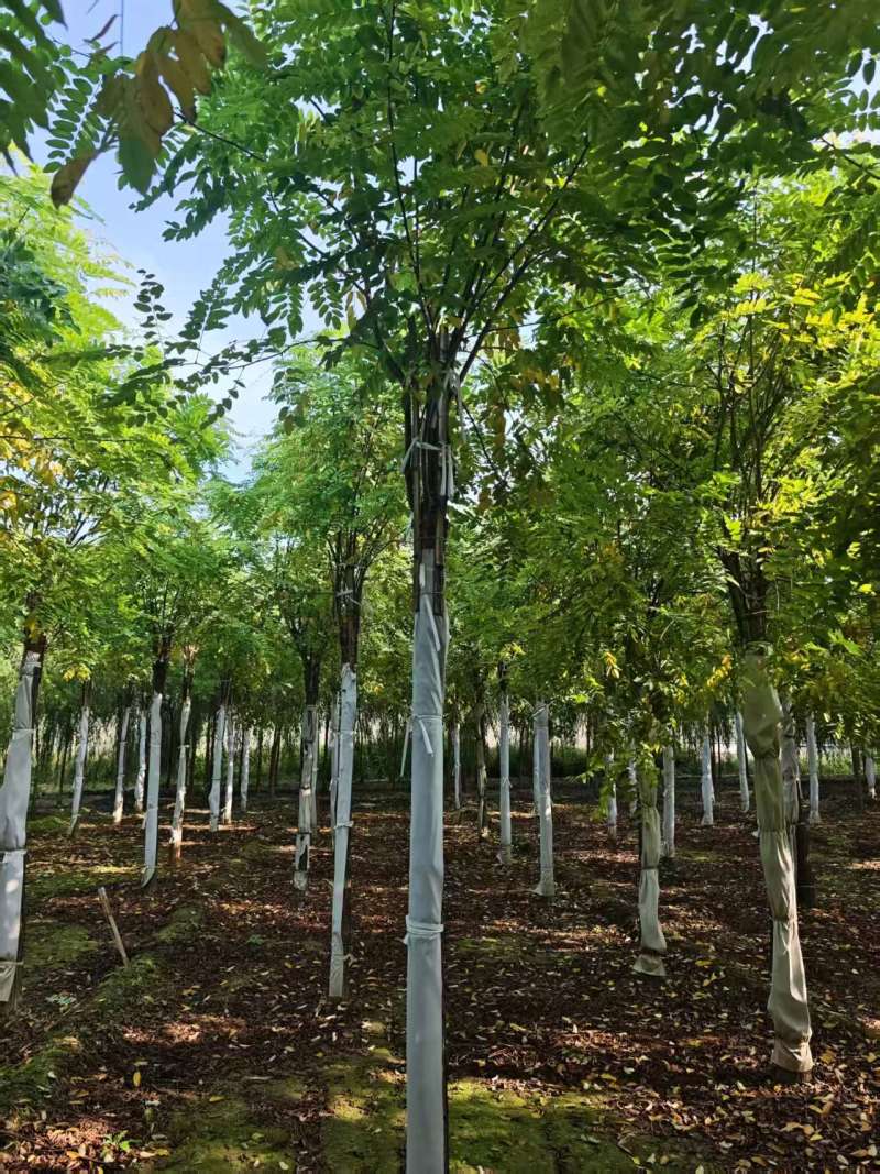 嫁接香花槐树/基地直发/价格可谈/全国发货/诚信经营