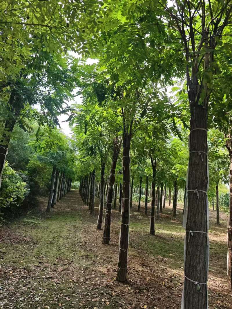 嫁接香花槐树/基地直发/价格可谈/全国发货/诚信经营