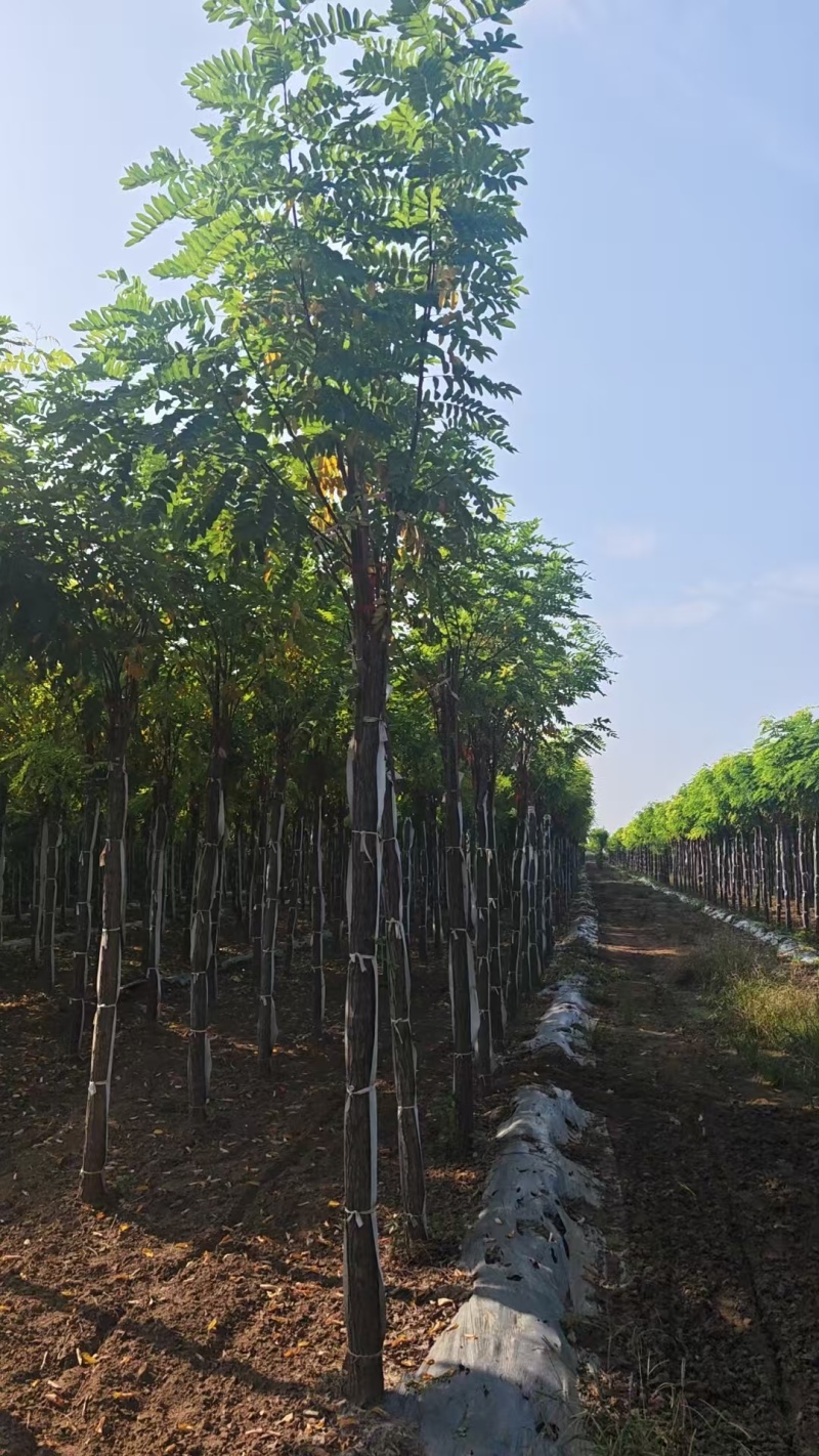 嫁接香花槐树/基地直发/价格可谈/全国发货/诚信经营