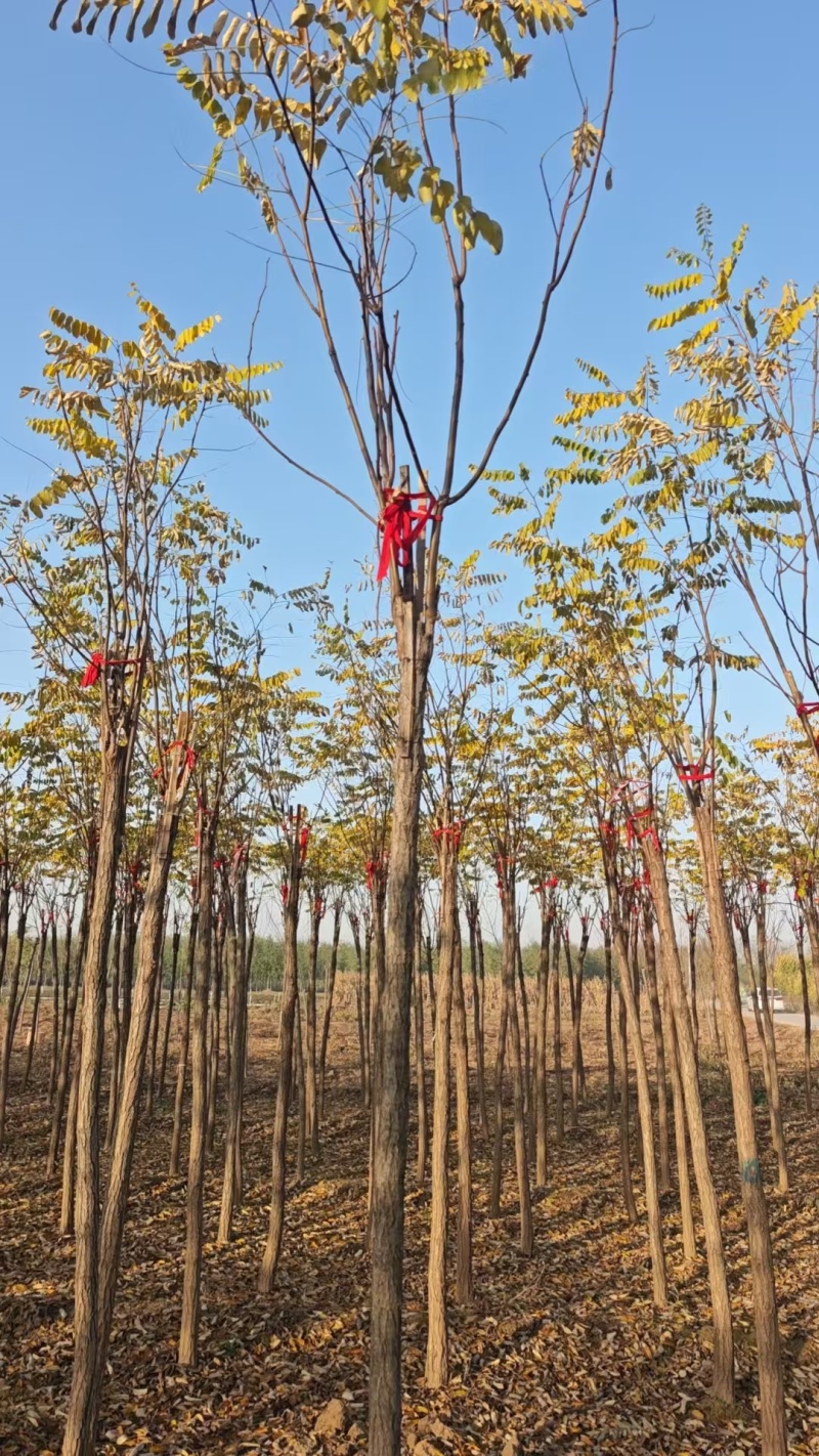 嫁接香花槐树/基地直发/价格可谈/全国发货/诚信经营