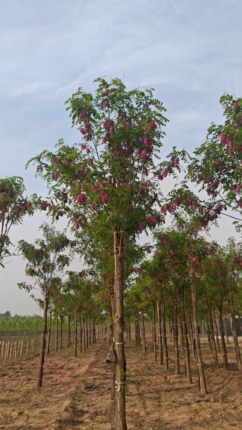嫁接香花槐树/基地直发/价格可谈/全国发货/诚信经营