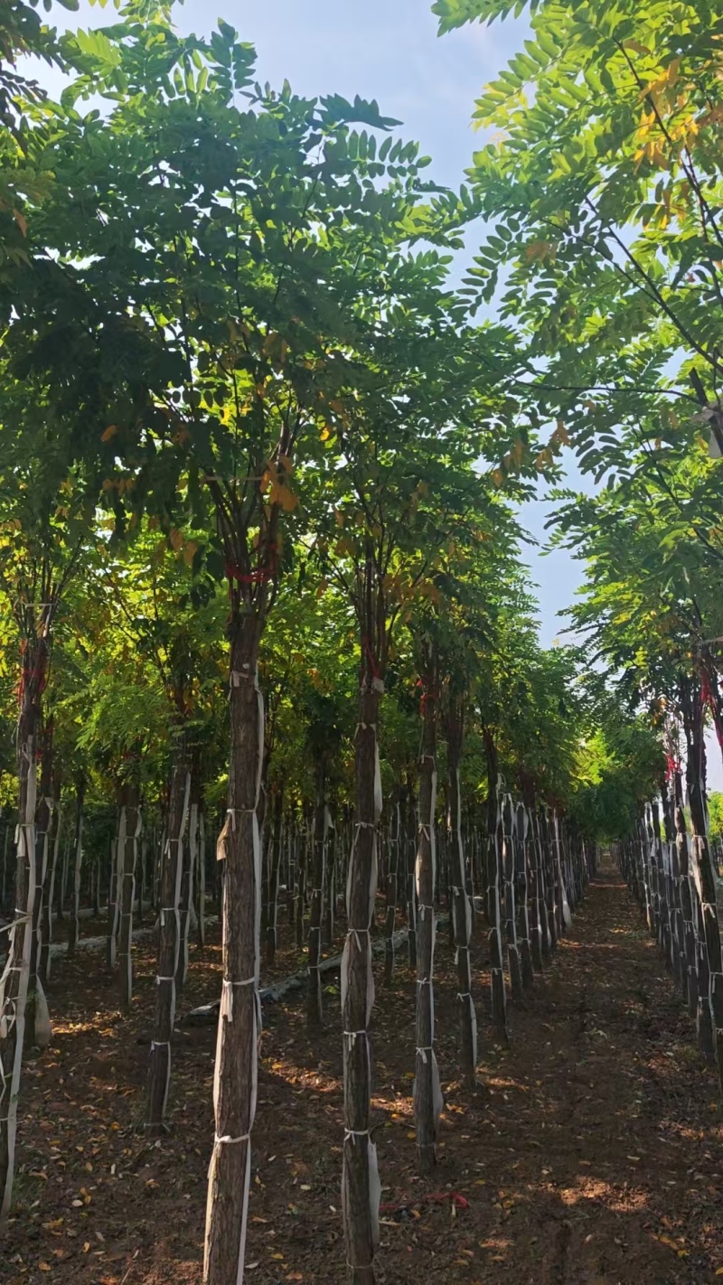 嫁接香花槐树/基地直发/价格可谈/全国发货/诚信经营