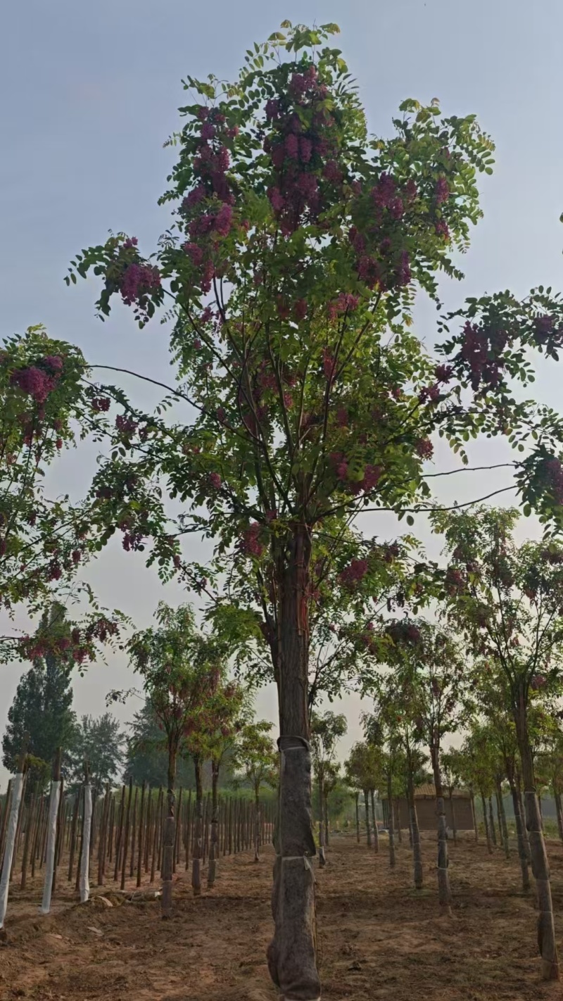 嫁接香花槐树/基地直发/价格可谈/全国发货/诚信经营