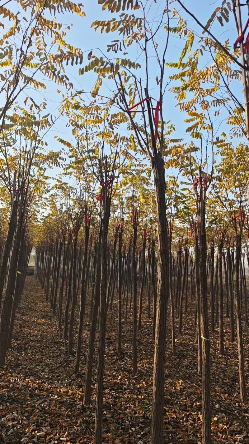 嫁接香花槐树/基地直发/价格可谈/全国发货/诚信经营