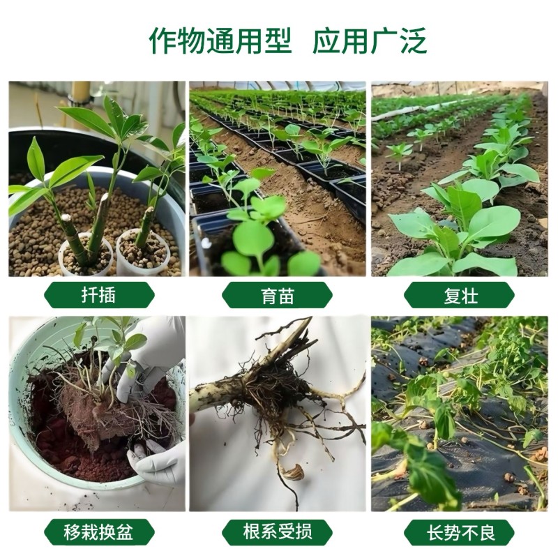 海藻精促进生根，促使根系发达提高作物营养