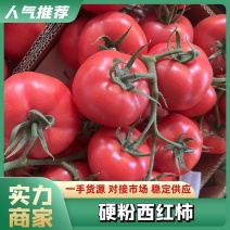 西红柿，硬粉串红，弧三打底，沙瓤，自然成熟大量现货