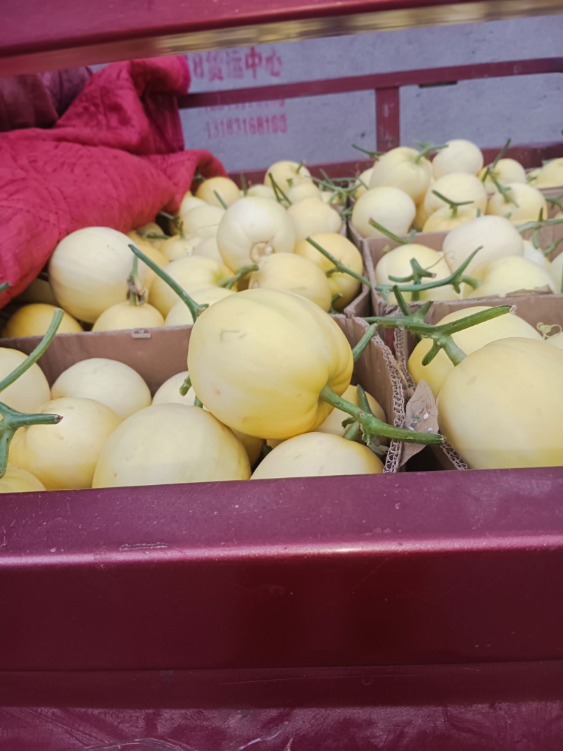 小白瓜，承接各大平台，商场超市市场，诚信经营，自质量有保