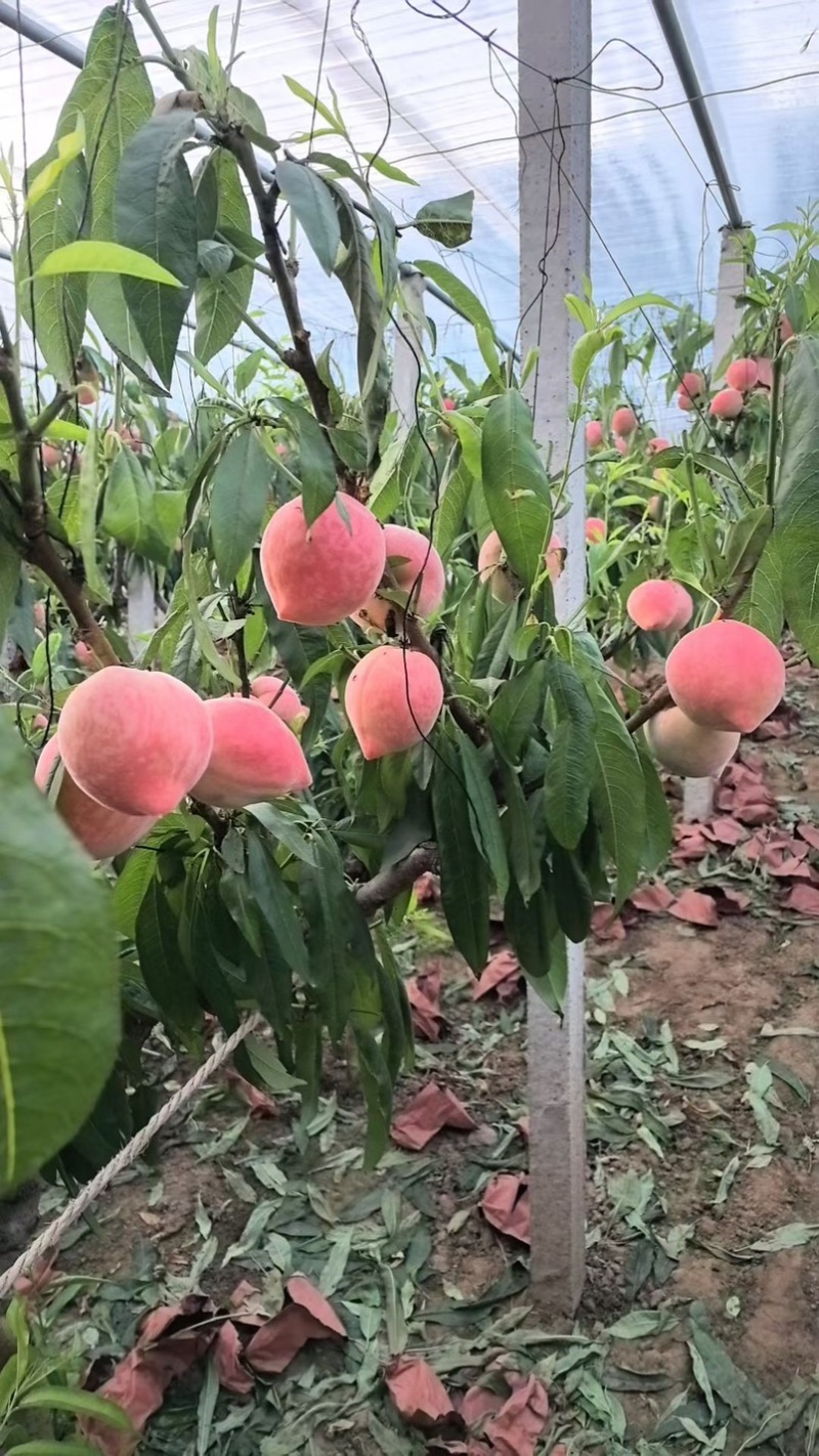 乐亭大棚蜜桃/产地直供/量大从优/欢迎选购/保质保量