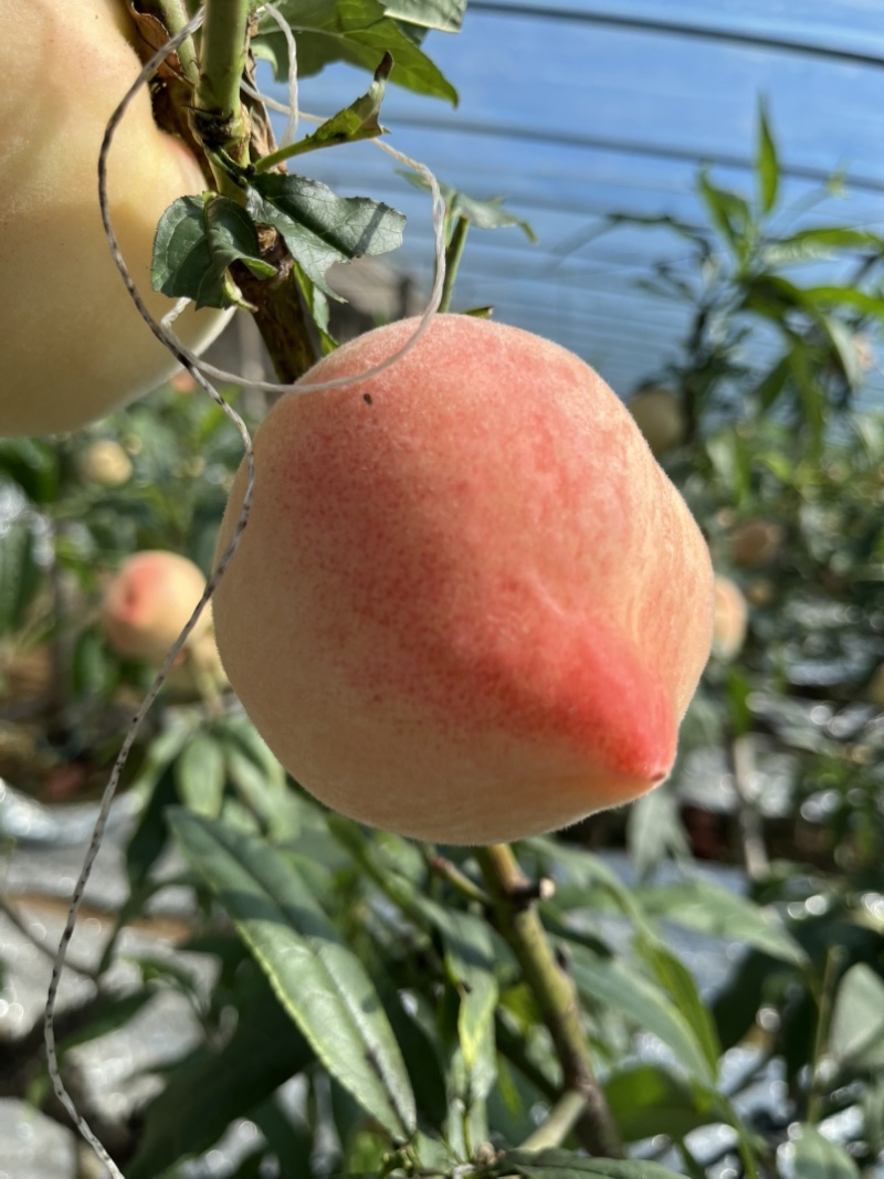 乐亭大棚蜜桃/产地直供/量大从优/欢迎选购/保质保量