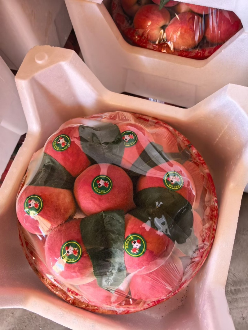 乐亭大棚蜜桃/产地直供/量大从优/欢迎选购/保质保量