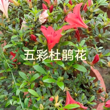 五彩杜鹃