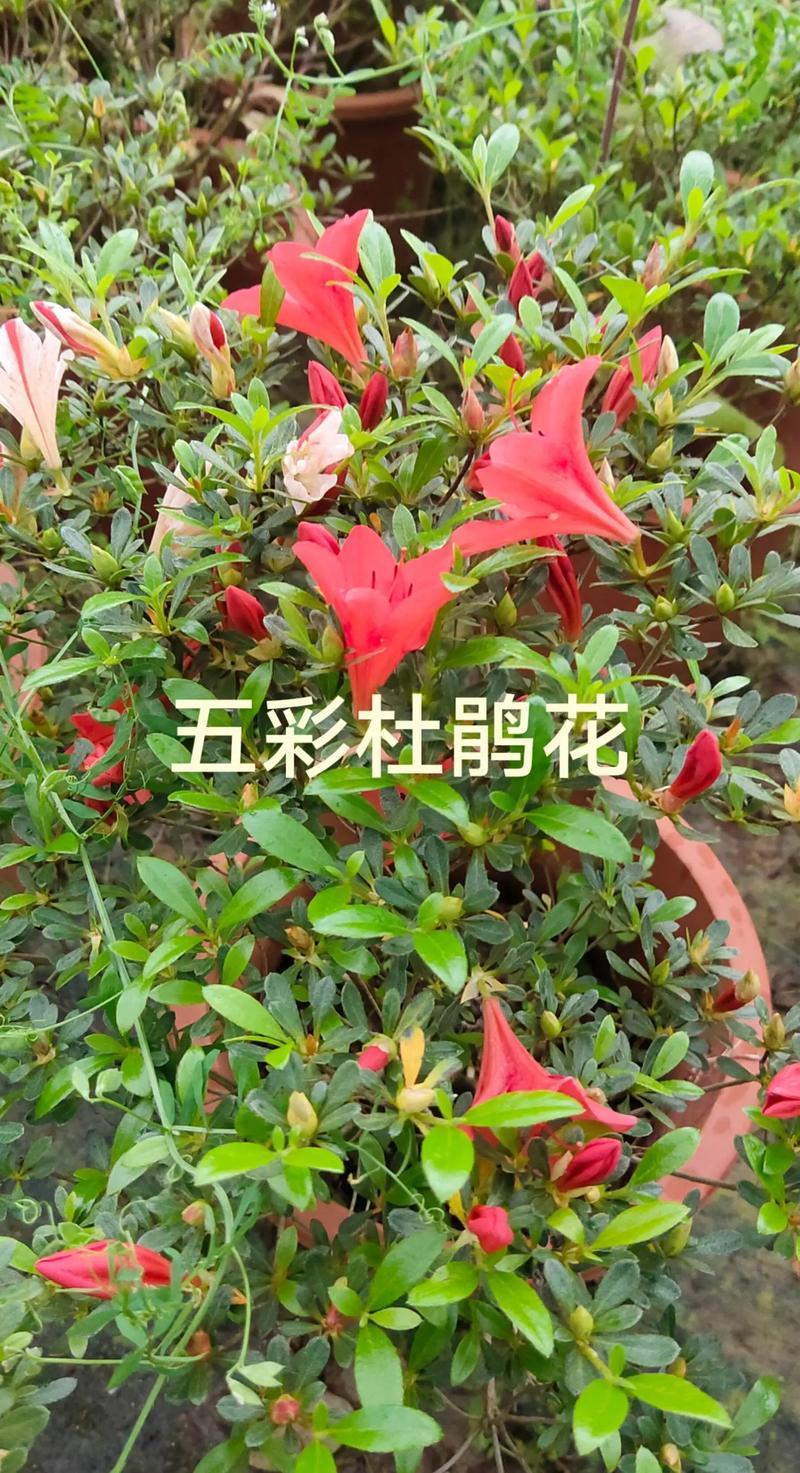 五彩杜鹃