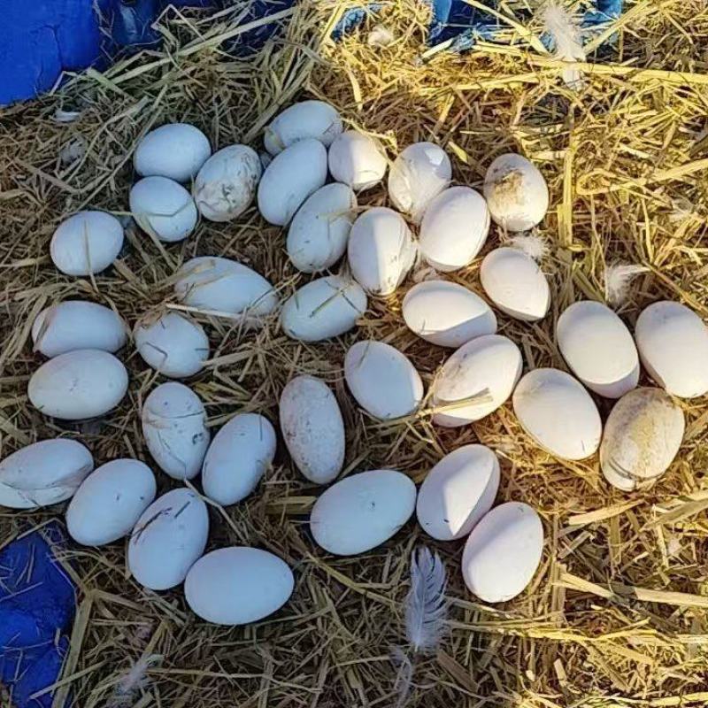 自家散养土鹅蛋，没有饲料，全都是粮食喂养，营养丰富