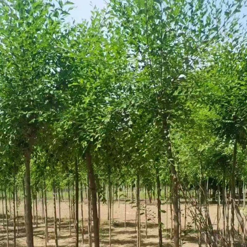 榆树平头榆树/基地直发/全国发货/视频看货，价格可谈