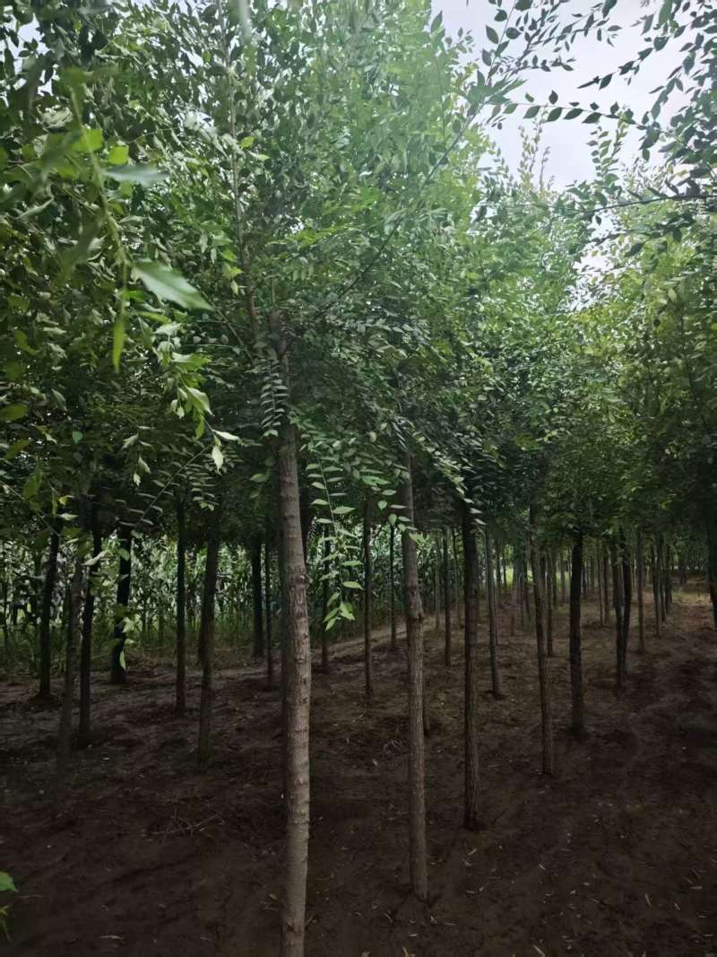 榆树平头榆树/基地直发/全国发货/视频看货，价格可谈