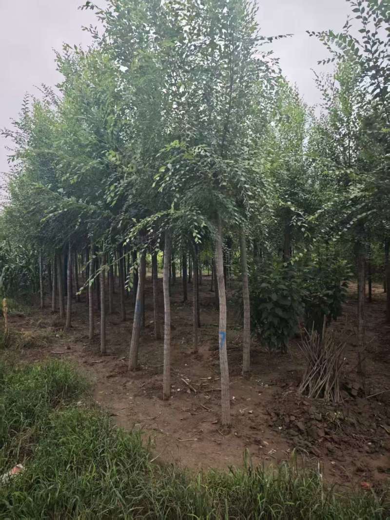 榆树平头榆树/基地直发/全国发货/视频看货，价格可谈