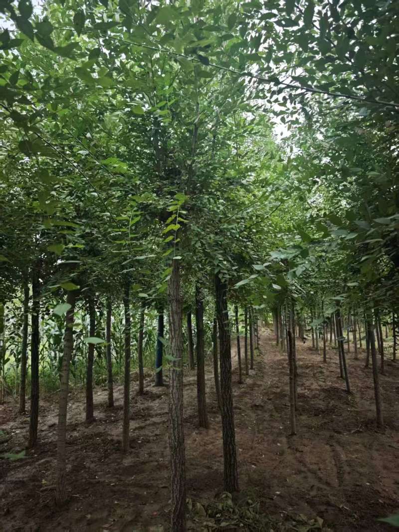 榆树平头榆树/基地直发/全国发货/视频看货，价格可谈