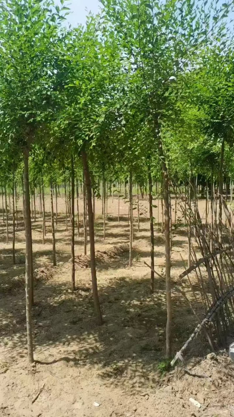 榆树平头榆树/基地直发/全国发货/视频看货，价格可谈