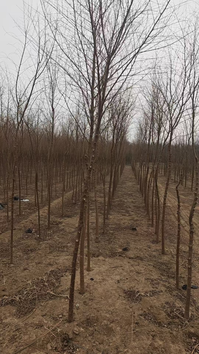 榆树平头榆树/基地直发/全国发货/视频看货，价格可谈