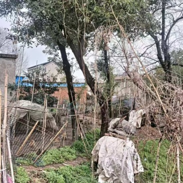 香樟树