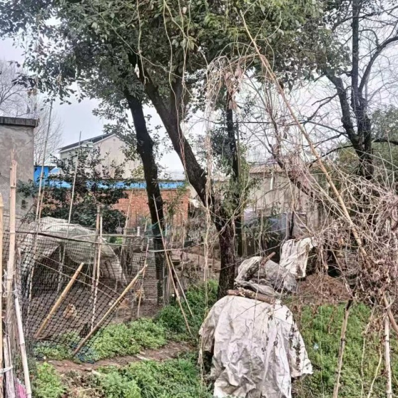 香樟树