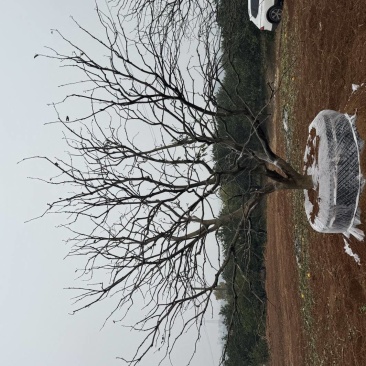 益阳木子香橼基地直供
