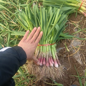中牟精品红根蒜苗大量上市，有需要的联系我，供货各大小市场