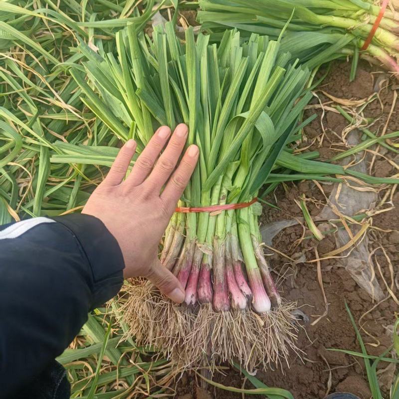 中牟精品红根蒜苗大量上市，有需要的联系我，供货各大小市场