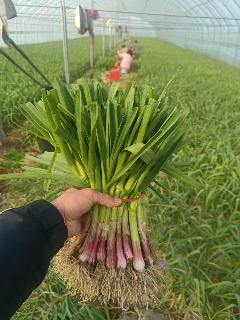 中牟精品红根蒜苗大量上市，有需要的联系我，供货各大小市场