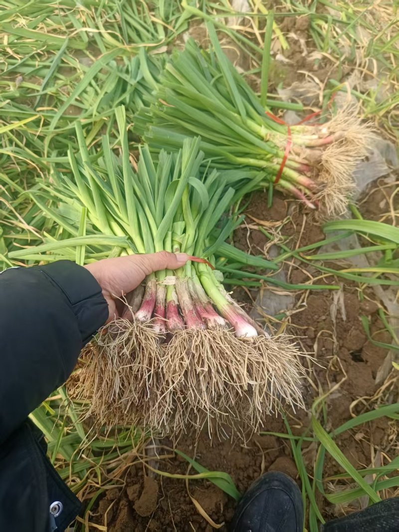 中牟精品红根蒜苗大量上市，有需要的联系我，供货各大小市场