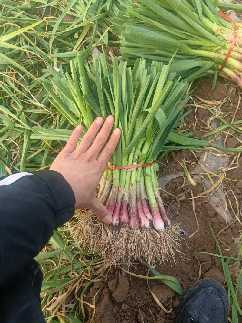 中牟精品红根蒜苗大量上市，有需要的联系我，供货各大小市场