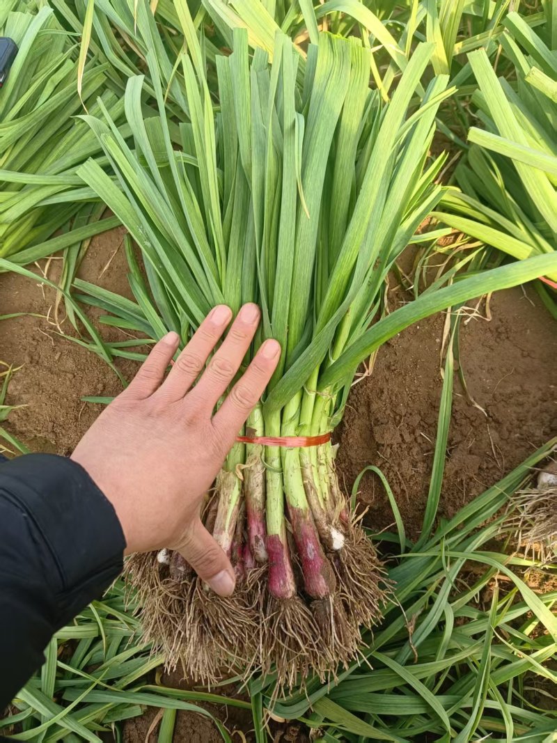 中牟精品红根蒜苗大量上市，有需要的联系我，供货各大小市场