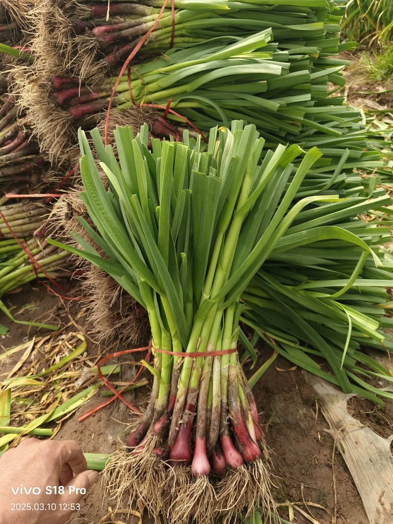 中牟精品红根蒜苗大量上市，有需要的联系我，供货各大小市场
