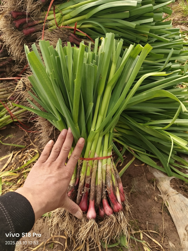 中牟精品红根蒜苗大量上市，有需要的联系我，供货各大小市场
