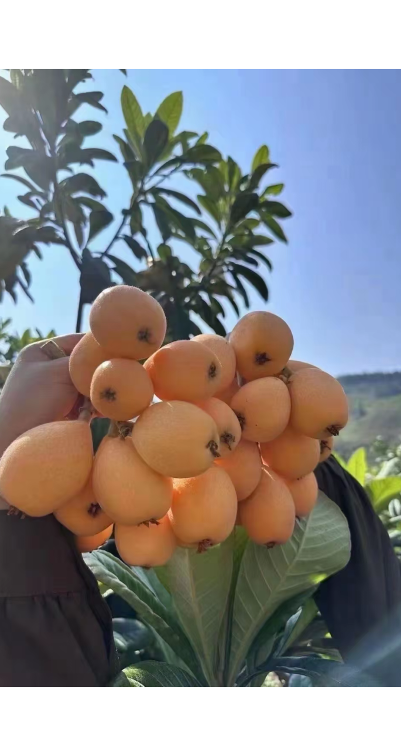 蒙自枇杷***********
