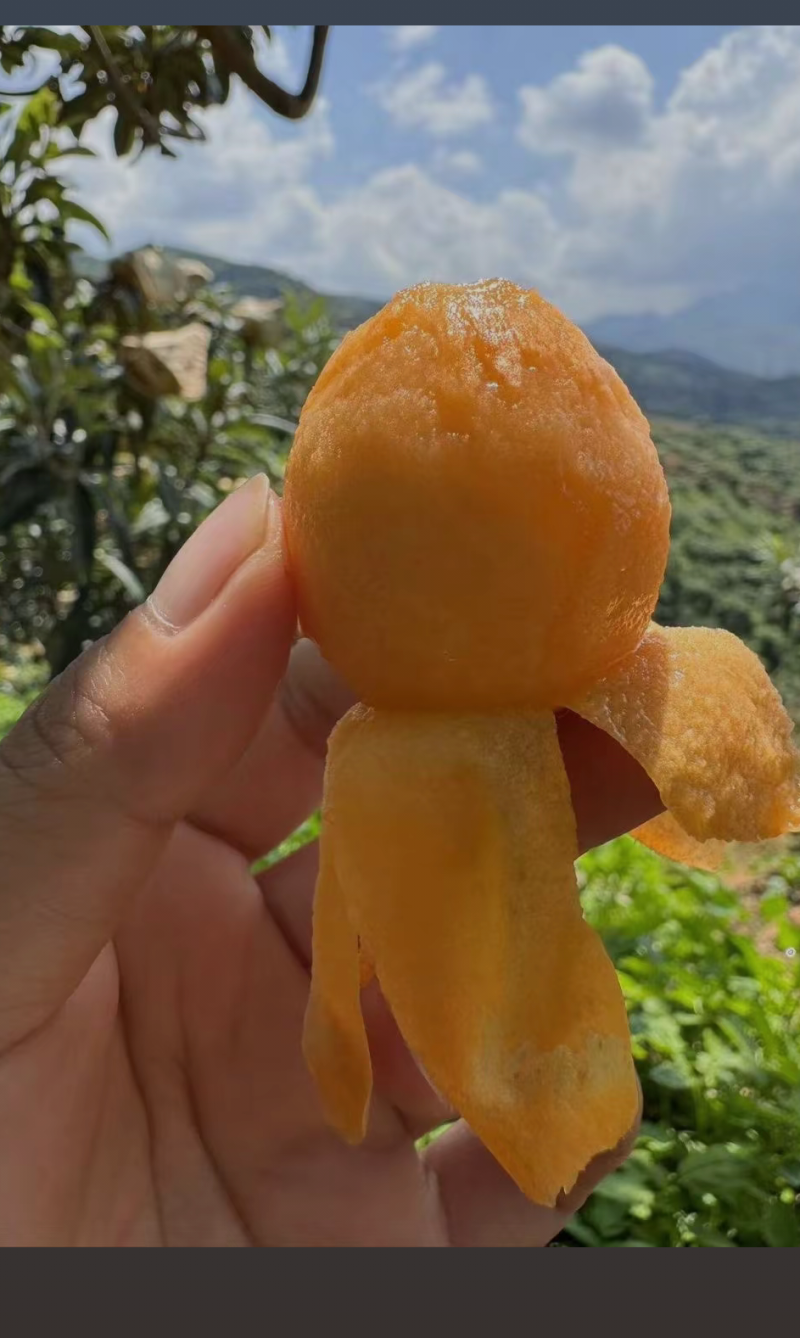 蒙自枇杷***********