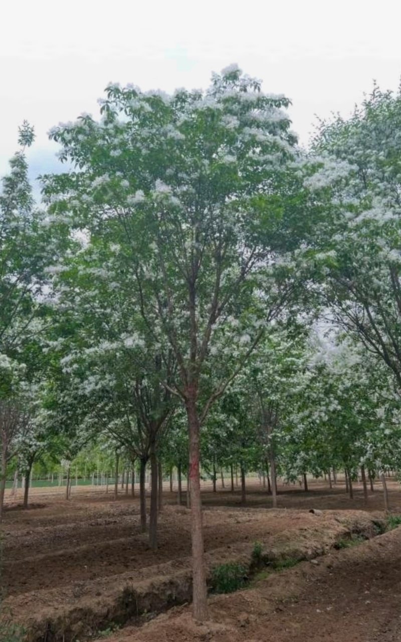 苗圃大量出售10-15流苏树，流苏价格，流苏基地