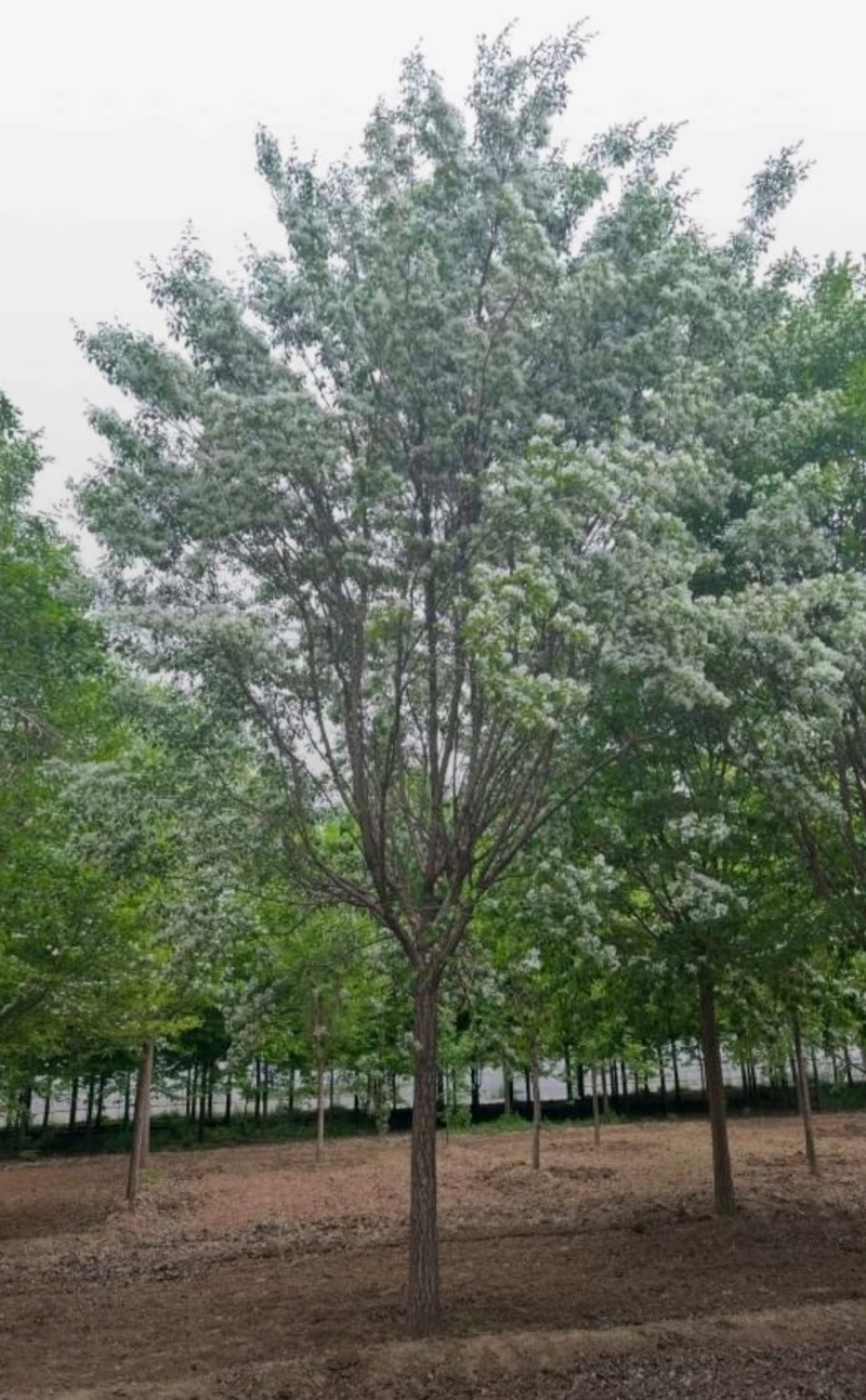 苗圃大量出售10-15流苏树，流苏价格，流苏基地