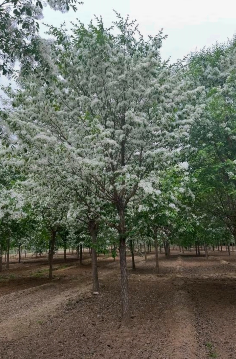 苗圃大量出售10-15流苏树，流苏价格，流苏基地