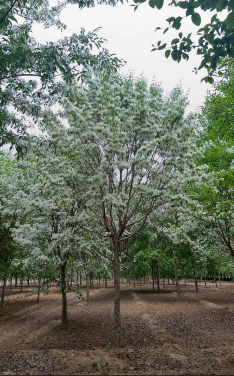 苗圃大量出售10-15流苏树，流苏价格，流苏基地