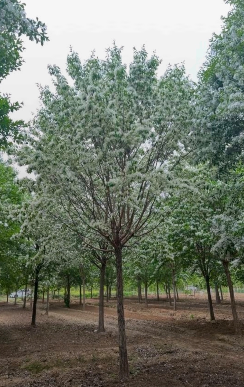 苗圃大量出售10-15流苏树，流苏价格，流苏基地