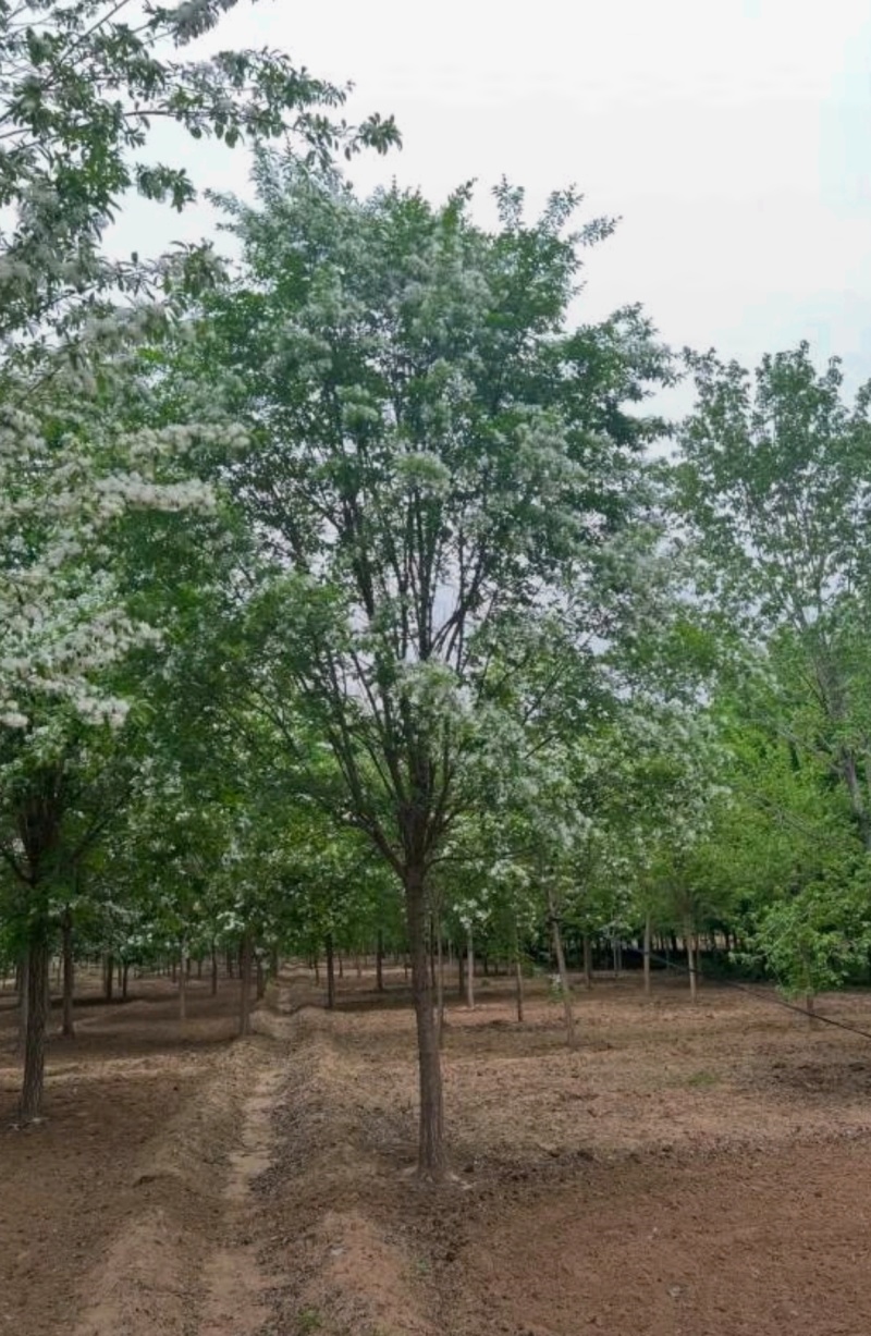 苗圃大量出售10-15流苏树，流苏价格，流苏基地