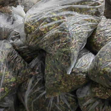 威海青皮无花果