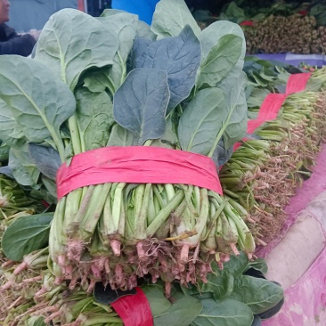 大叶菠菜千亩基地产地直发
