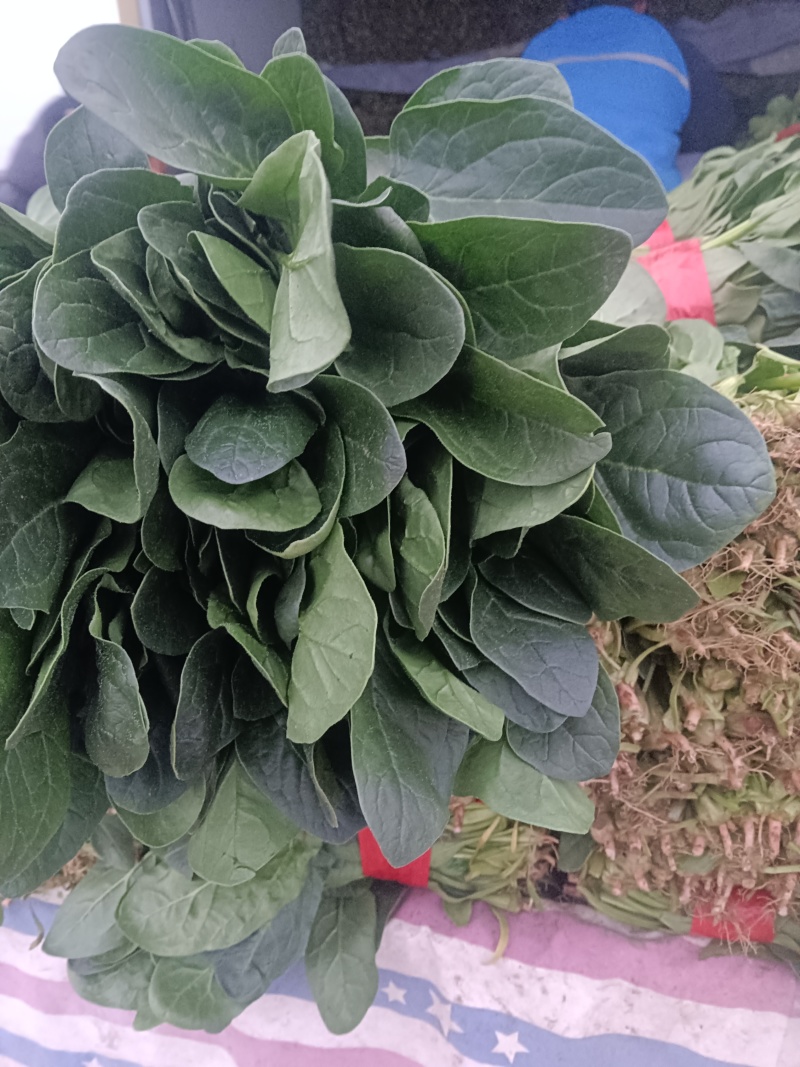 大叶菠菜千亩基地产地直发