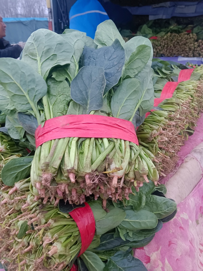 大叶菠菜千亩基地产地直发