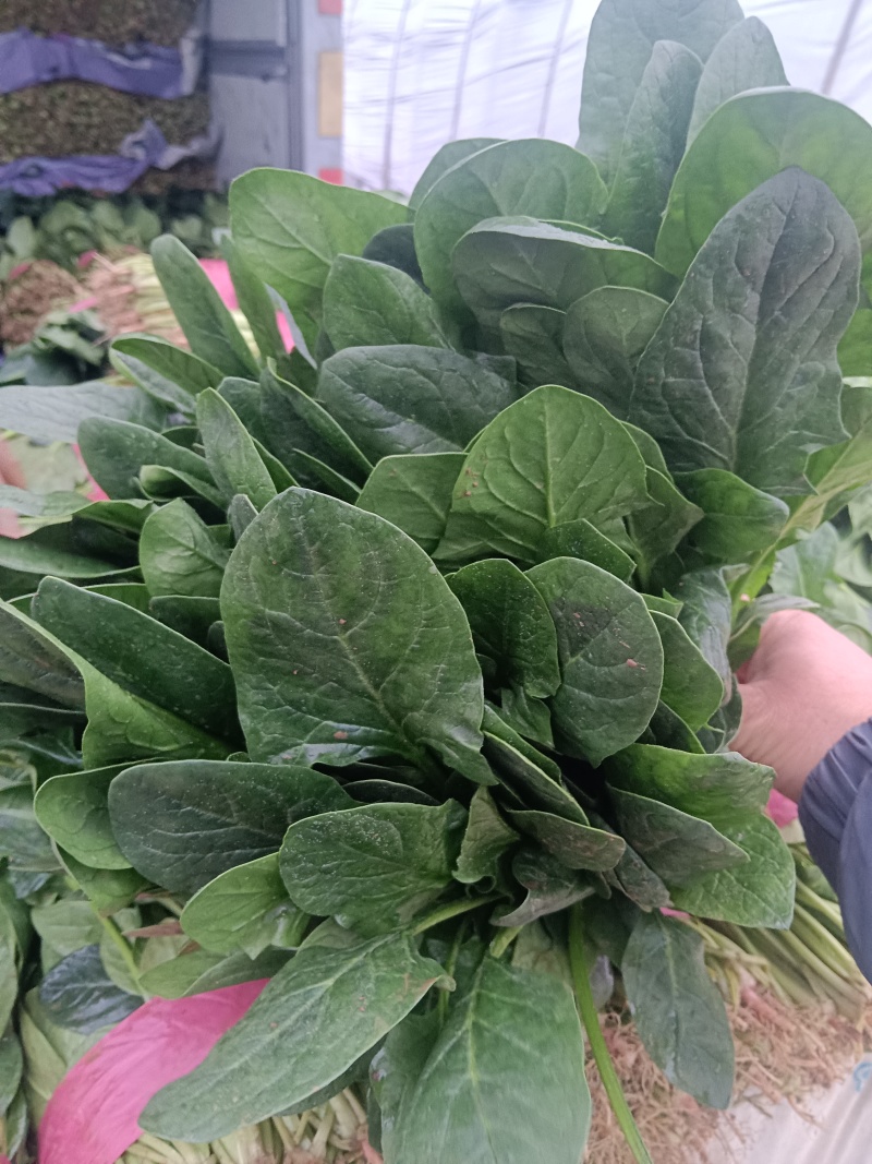 大叶菠菜千亩基地产地直发