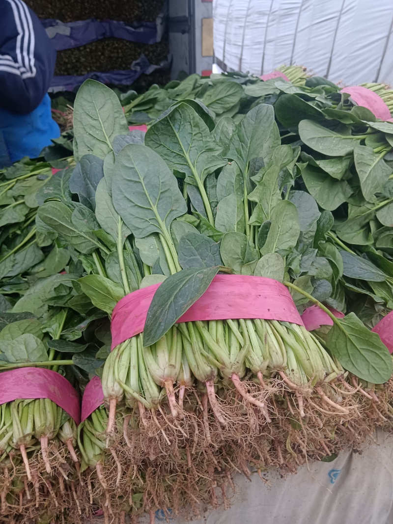 大叶菠菜千亩基地产地直发