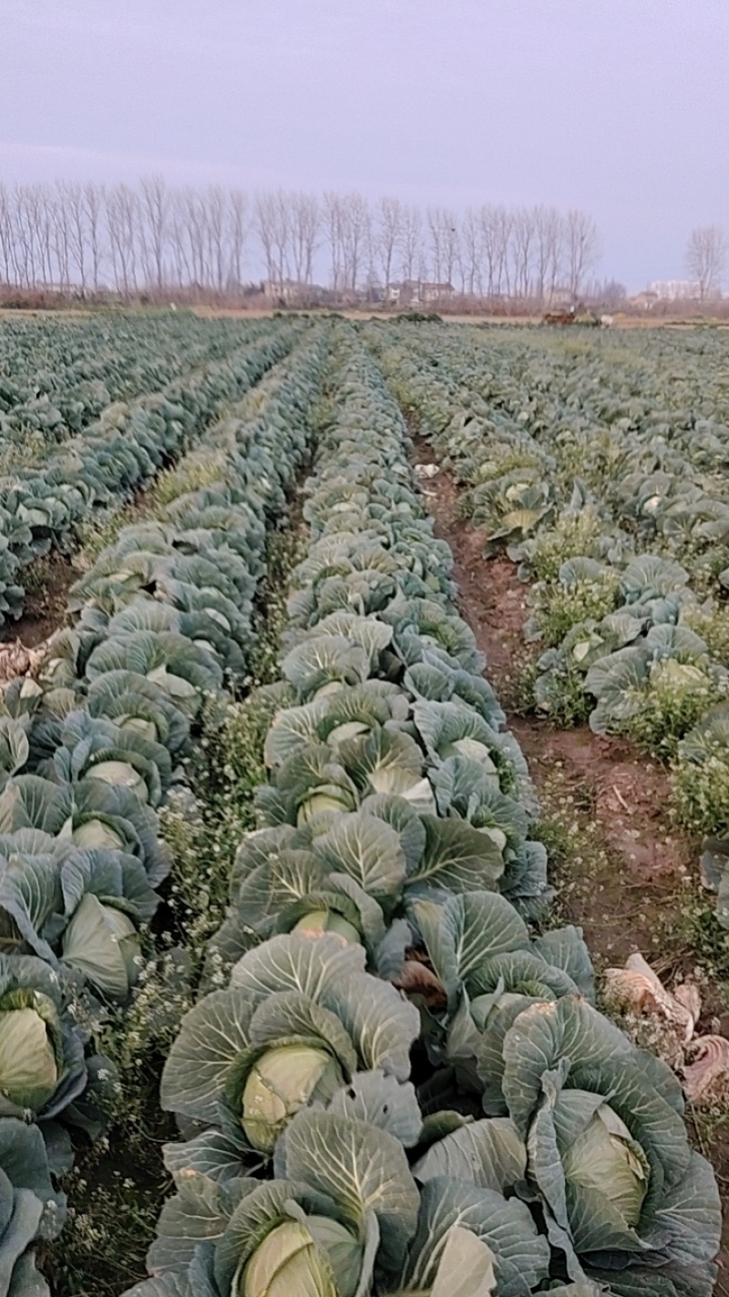 新鲜包菜上市大量现货价格美丽
