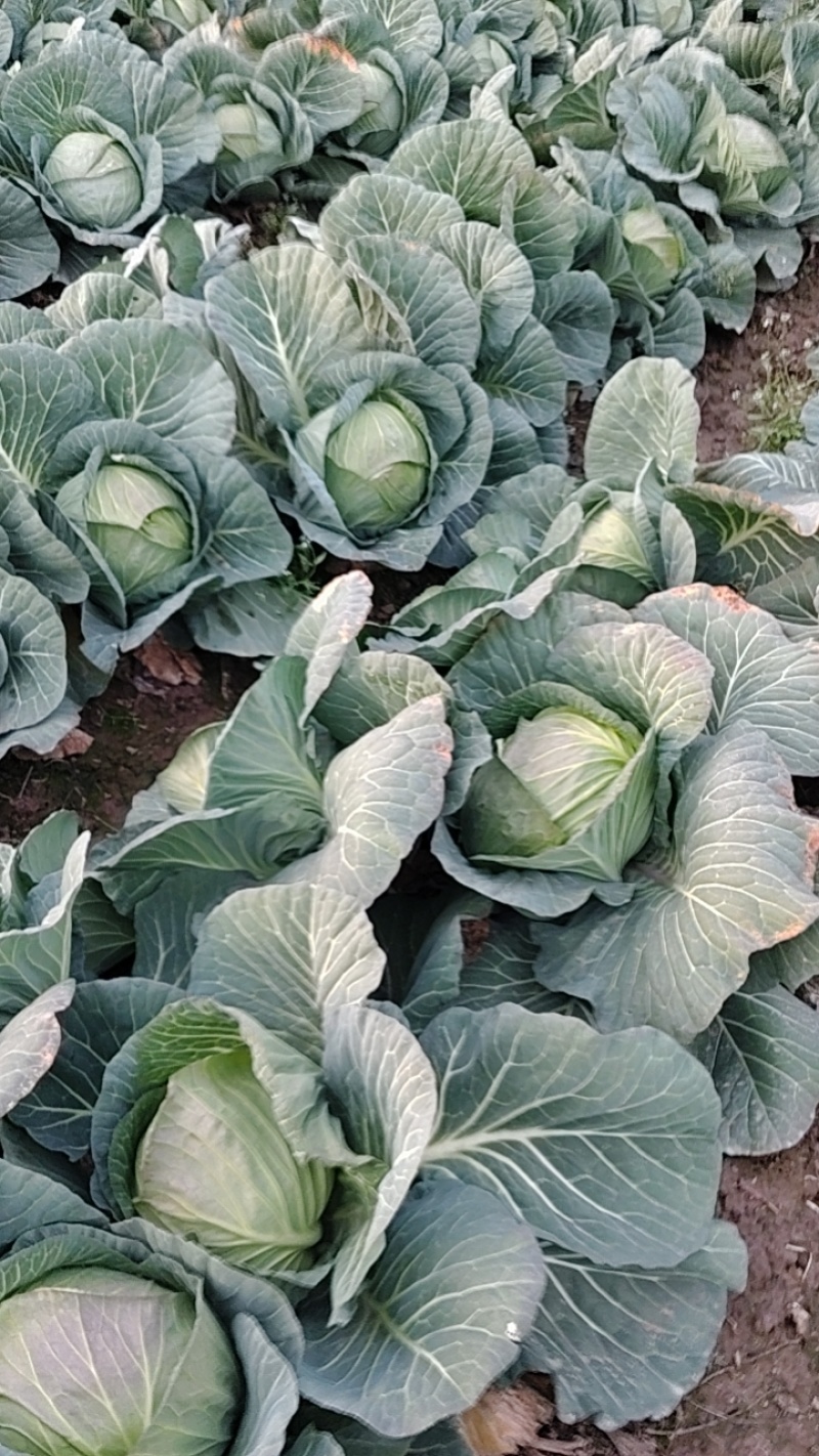 新鲜包菜上市大量现货价格美丽